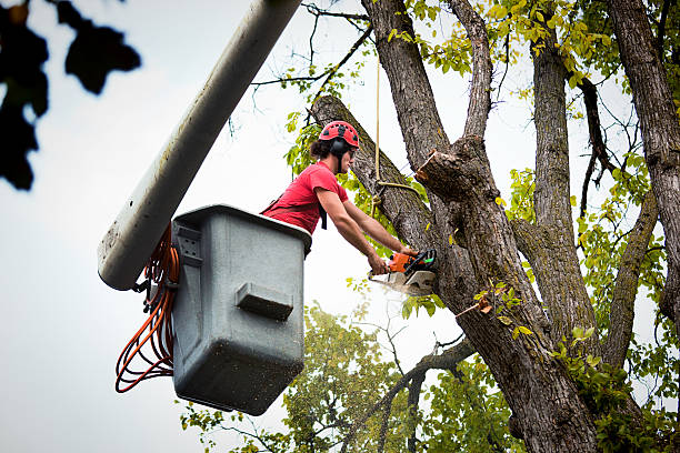 Best Utility Line Clearance  in Anoka, MN